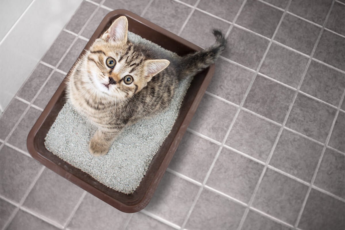 【獣医師監修】猫の膀胱炎の症状とは?~見分け方と対処の仕方、予防方法~